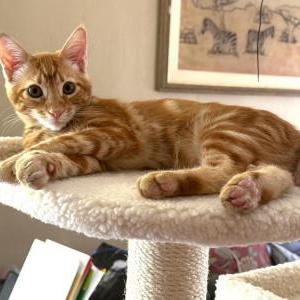 Lost Cat Ted