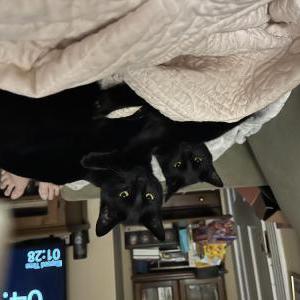 Lost Cat Boo
