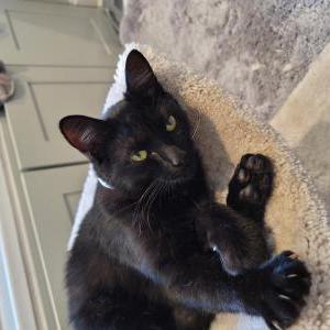 Image of Unknown, Found Cat
