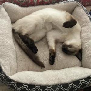Image of BULLET, Lost Cat