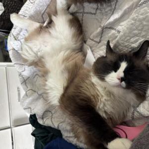 Lost Cat Louis