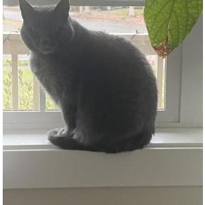 Lost Cat Ratchet