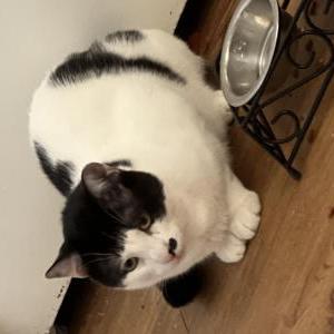Lost Cat Keys