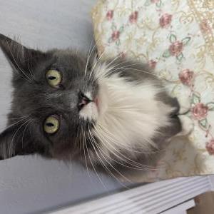 Lost Cat Ogly