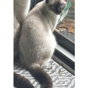 Lost Cat Simone