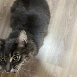 Lost Cat Teddy