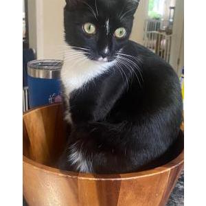 Lost Cat Freya