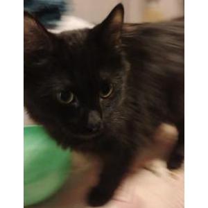 Lost Cat Coco