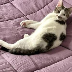 Lost Cat Patch