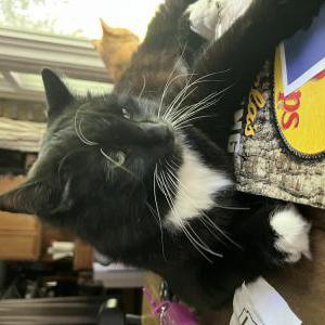 Lost Cat Smith