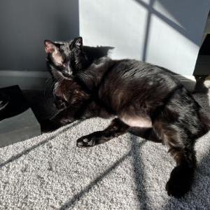 Lost Cat Led aka Leddy