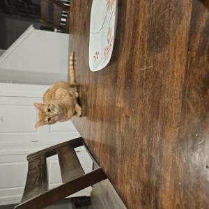 Image of Taper / kitty, Lost Cat
