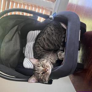 Lost Cat Gannon