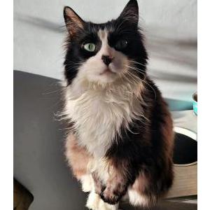 Lost Cat Charles