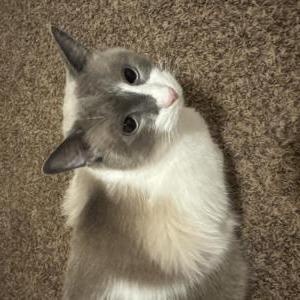 Lost Cat Casper