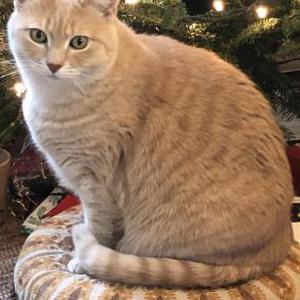 Lost Cat Chessie