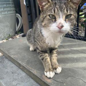 Found Cat Black tabby male