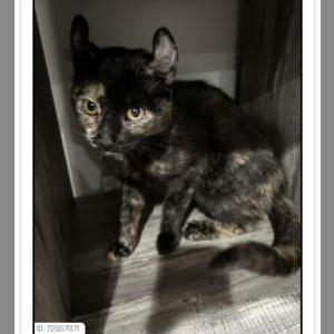 Lost Cat Cookie