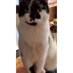 Lost Cat Bandit