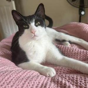 Lost Cat Prince