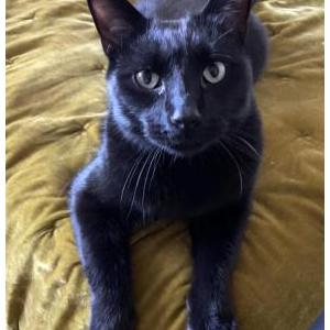 Lost Cat Morbius
