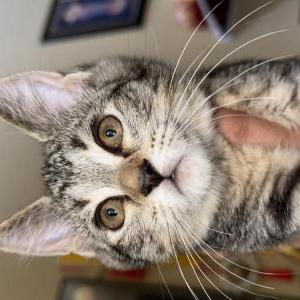Lost Cat Tiger