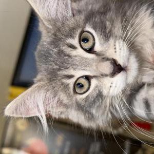 Lost Cat Goose