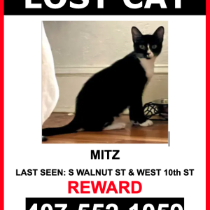 Lost Cat MITZ