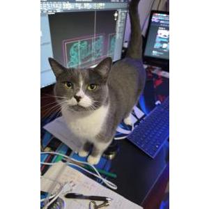 Lost Cat Millie