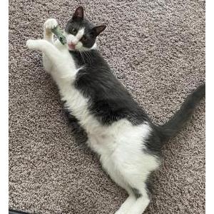 Lost Cat Smokey