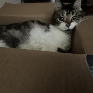Lost Cat Mowgli