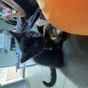 Lost Cat Celeste