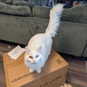 Lost Cat Billie