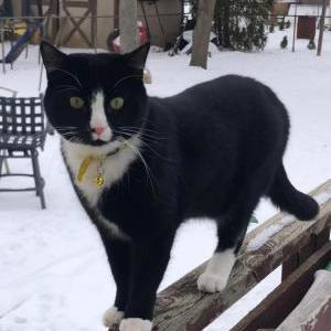 Lost Cat Morty