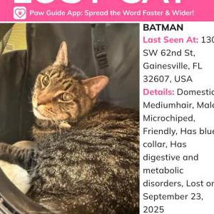Lost Cat Batman