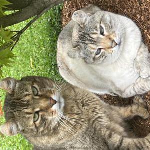 Lost Cat Snowball