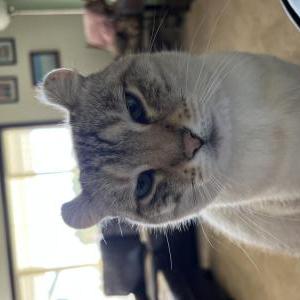2nd Image of Snowball, Lost Cat