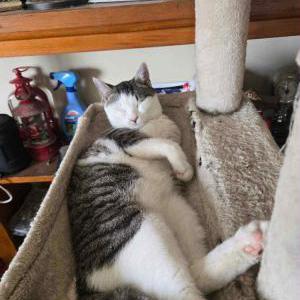 Lost Cat Coco
