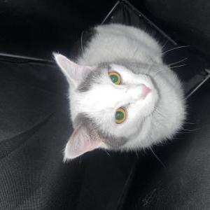 Lost Cat Rio