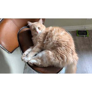 Lost Cat Atlas