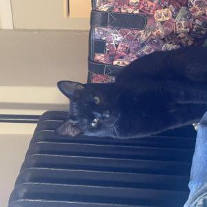Found Cat Unknown
