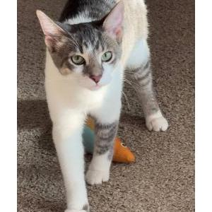 Lost Cat Roni