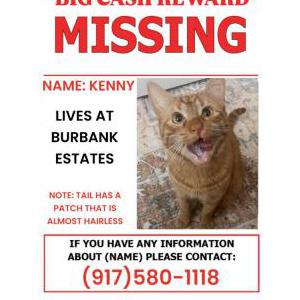Lost Cat Kenny