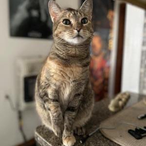 Image of Whisker, Lost Cat