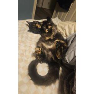 Lost Cat Juniper