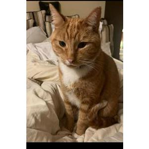 Lost Cat Gudzik