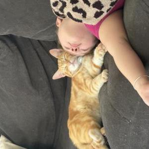 Image of Waffles, Lost Cat
