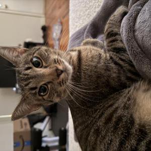 Lost Cat Gustavo