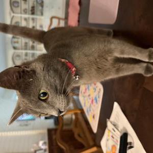 Lost Cat Rosie