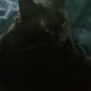 Image of Phoebe, Lost Cat